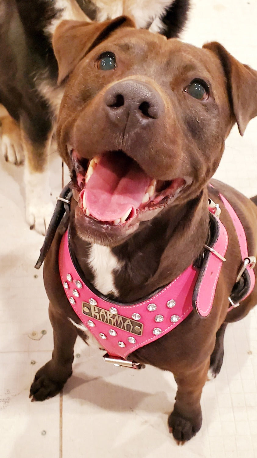 Y01 - Arnês de couro personalizado para cães com pedras preciosas e rebites