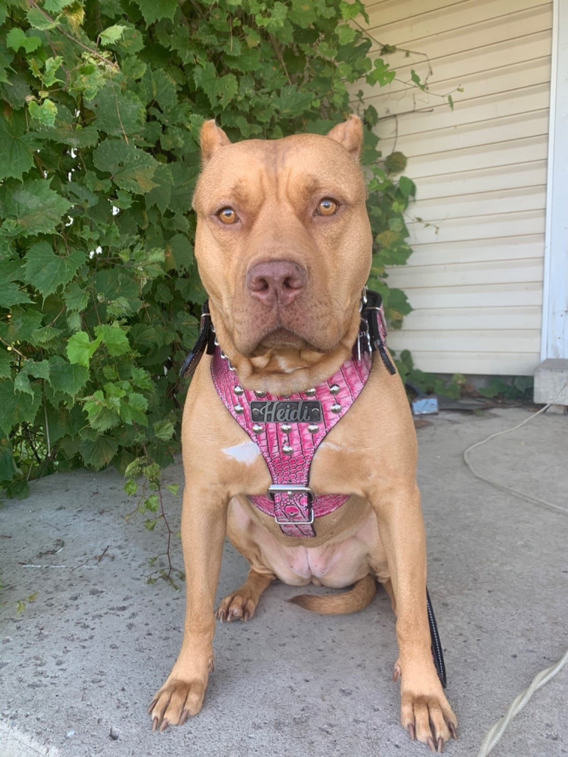 NH3 - Arnés de cuero tachonado personalizado