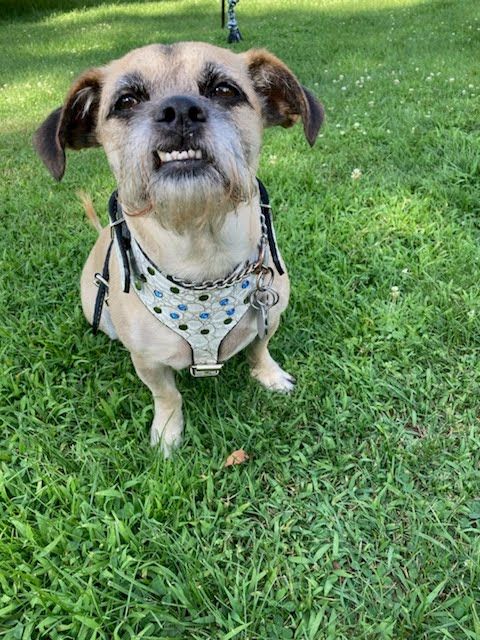 Y22 - Leather Dog Harness with Gems & Rivets