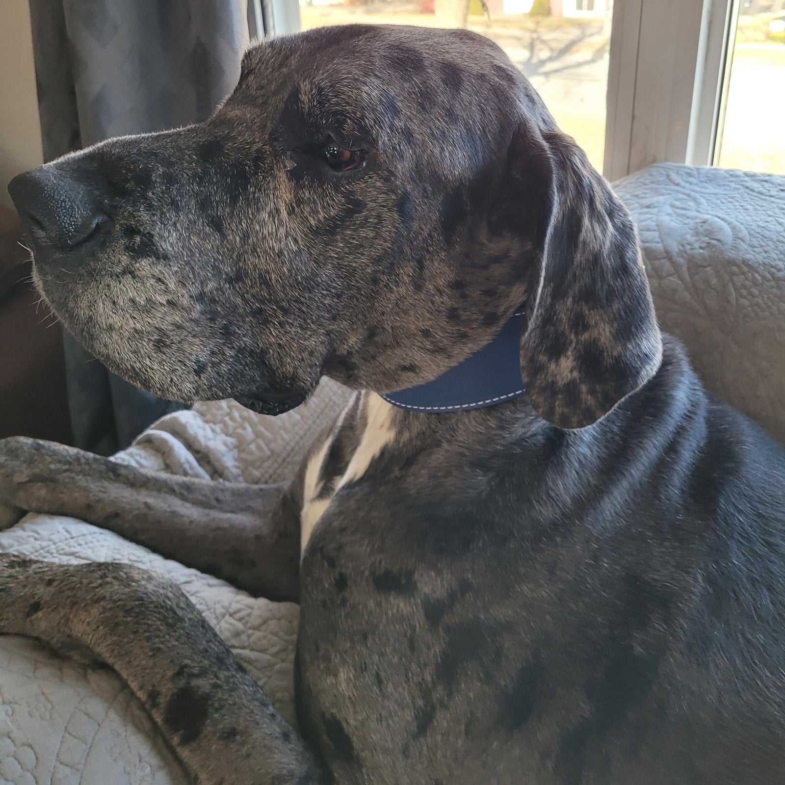 Coleira de cachorro de couro larga de 2 1/2"