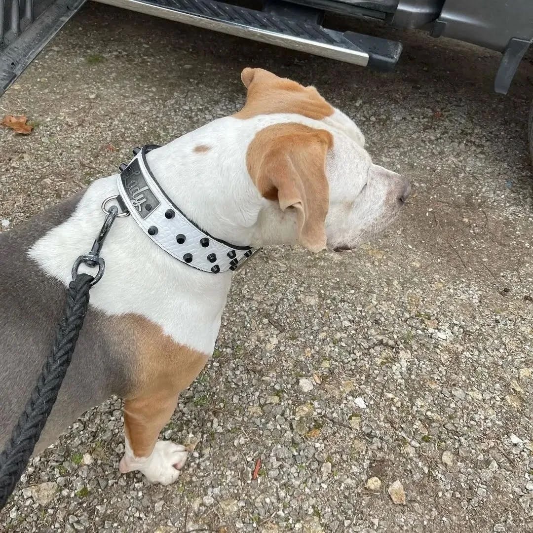 WN4 - Collar de cuero para perros de 2" de ancho con tachuelas y placa con nombre