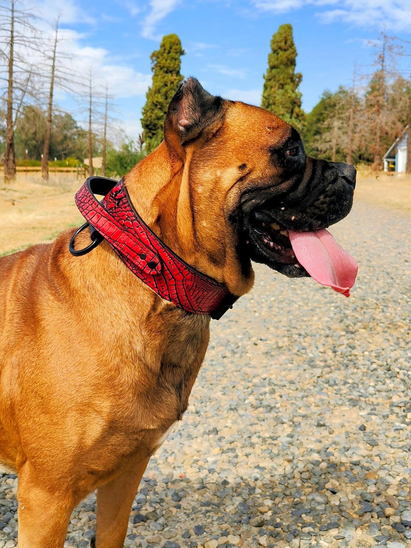 AGT1 - Collar de cuero para perros con agitación de 2" de ancho y asa