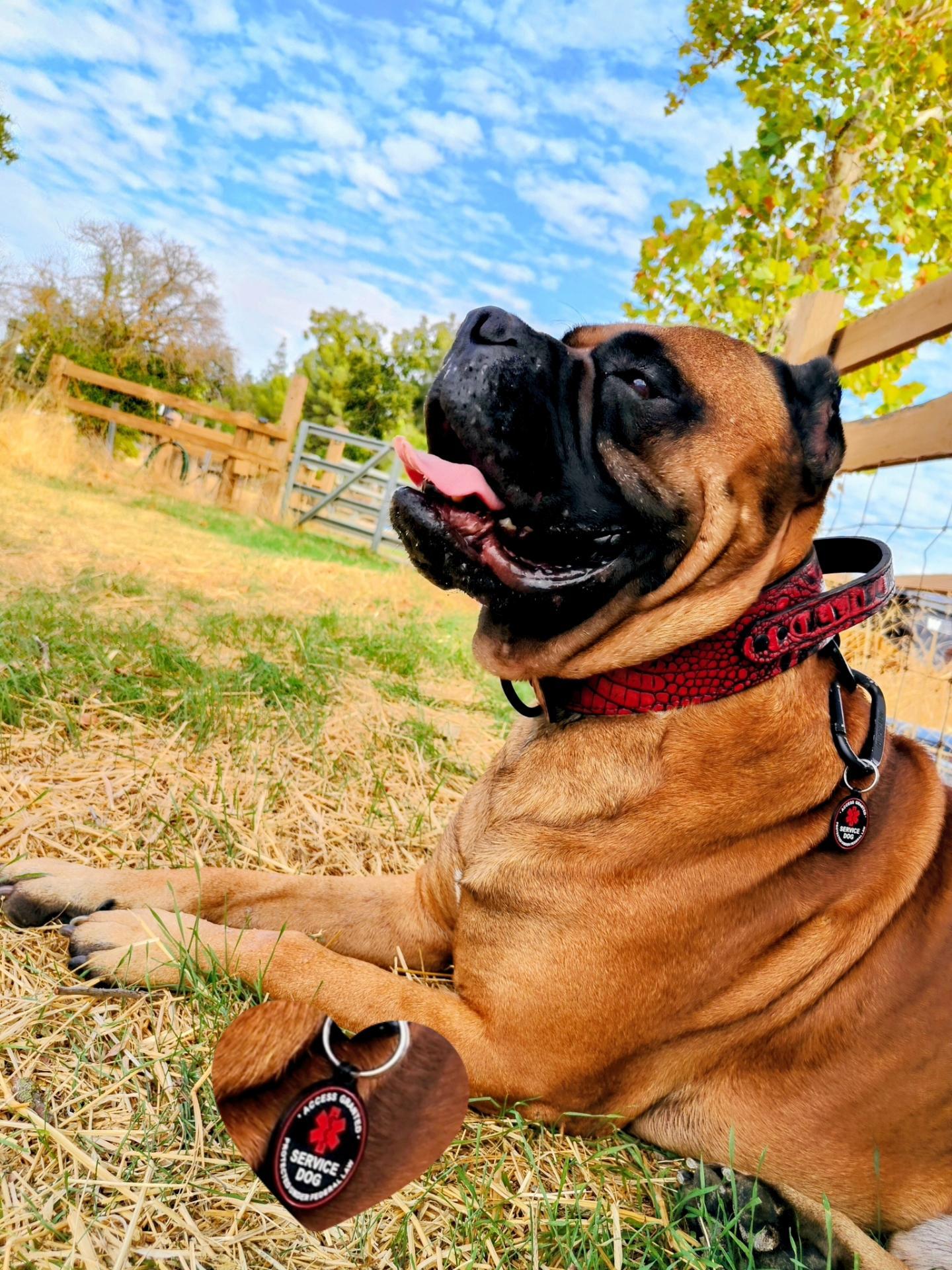 AGT1 - Collar de cuero para perros con agitación de 2" de ancho y asa