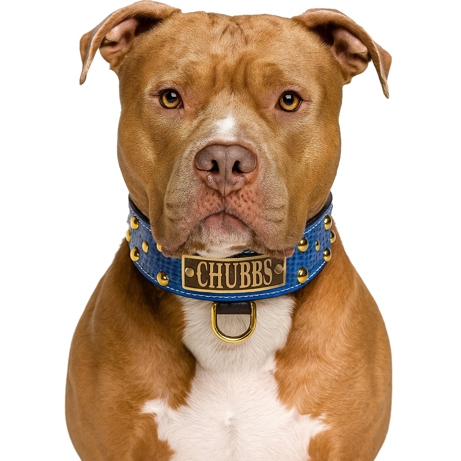 Brown dog wearing a blue collar with 'CHUBBS' on a white background