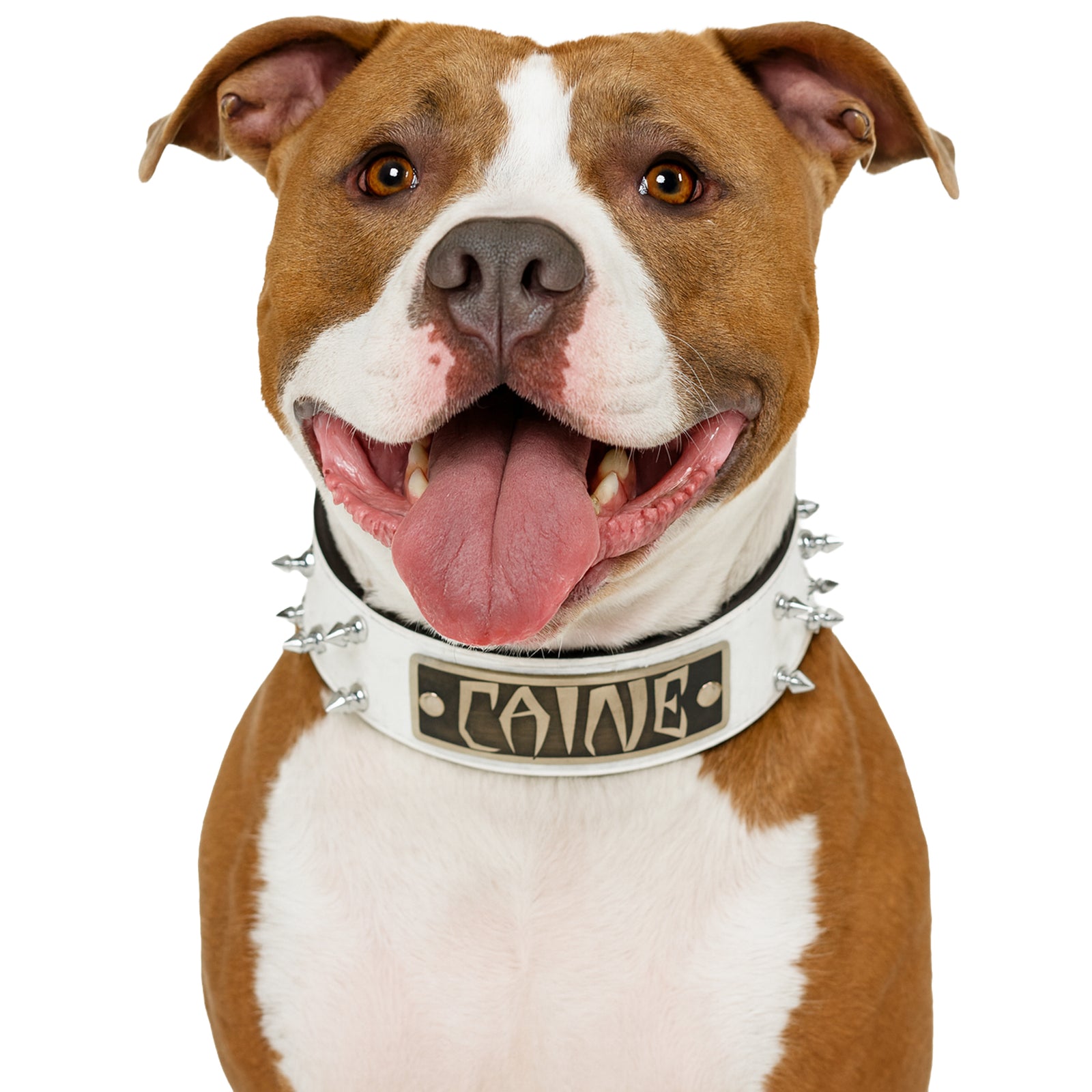 Dog wearing a spiked collar with 'PAINE' engraved on a white background