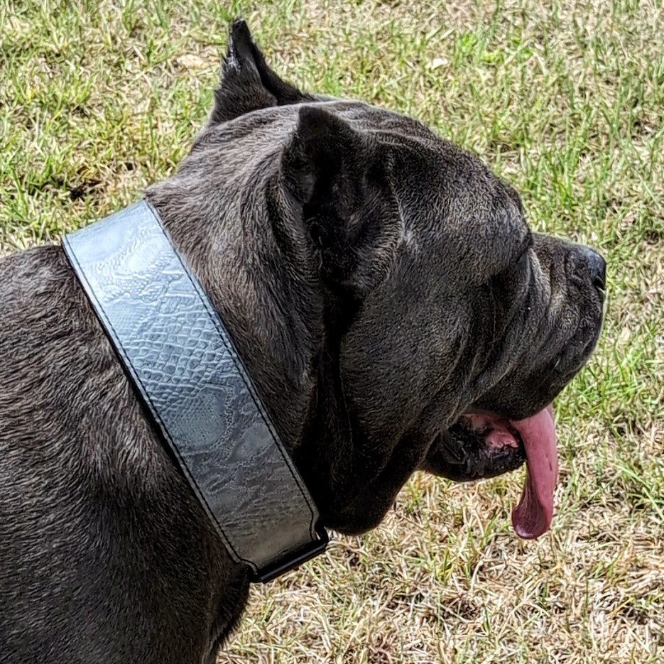 Coleira de cachorro de couro larga de 2 1/2"