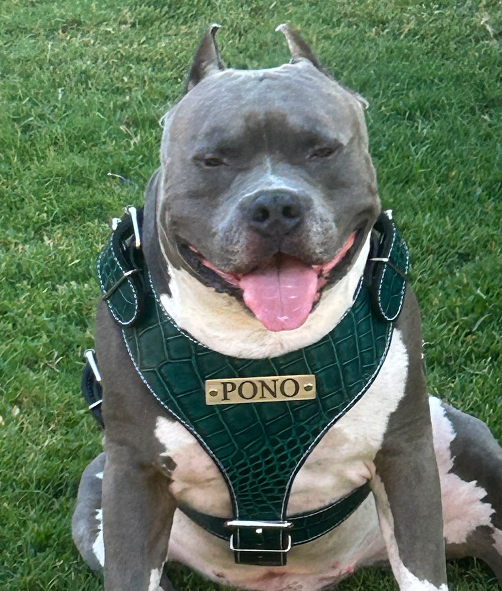 NH4 - Personalized Leather Dog Harness