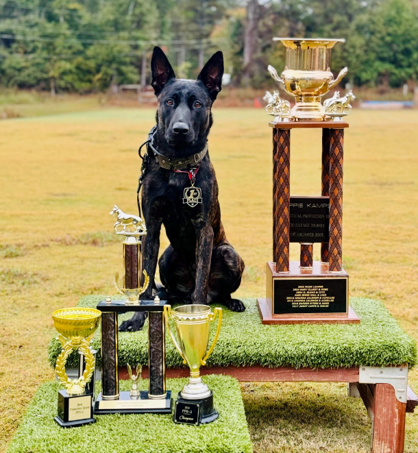 WN7 - 2" Personalized Leather Dog Collar with Bucket Studs & Gems