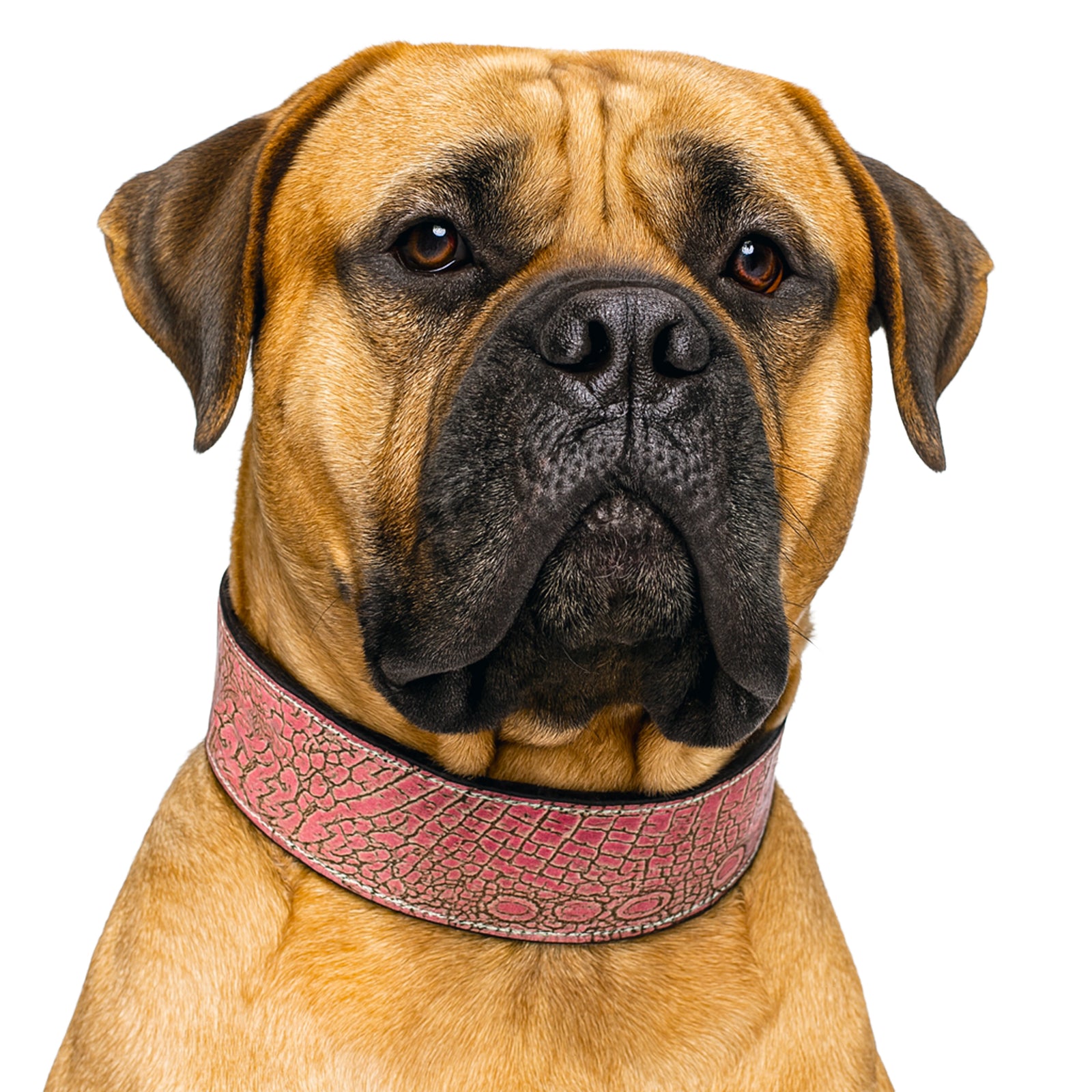 Coleira de cachorro de couro larga de 2 1/2"