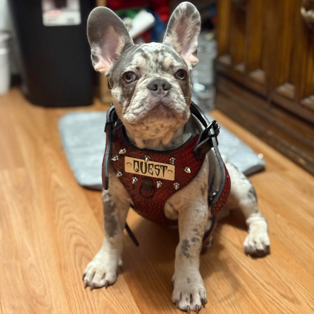 FBH3 - French Bulldog Personalized Leather Harness with Spikes