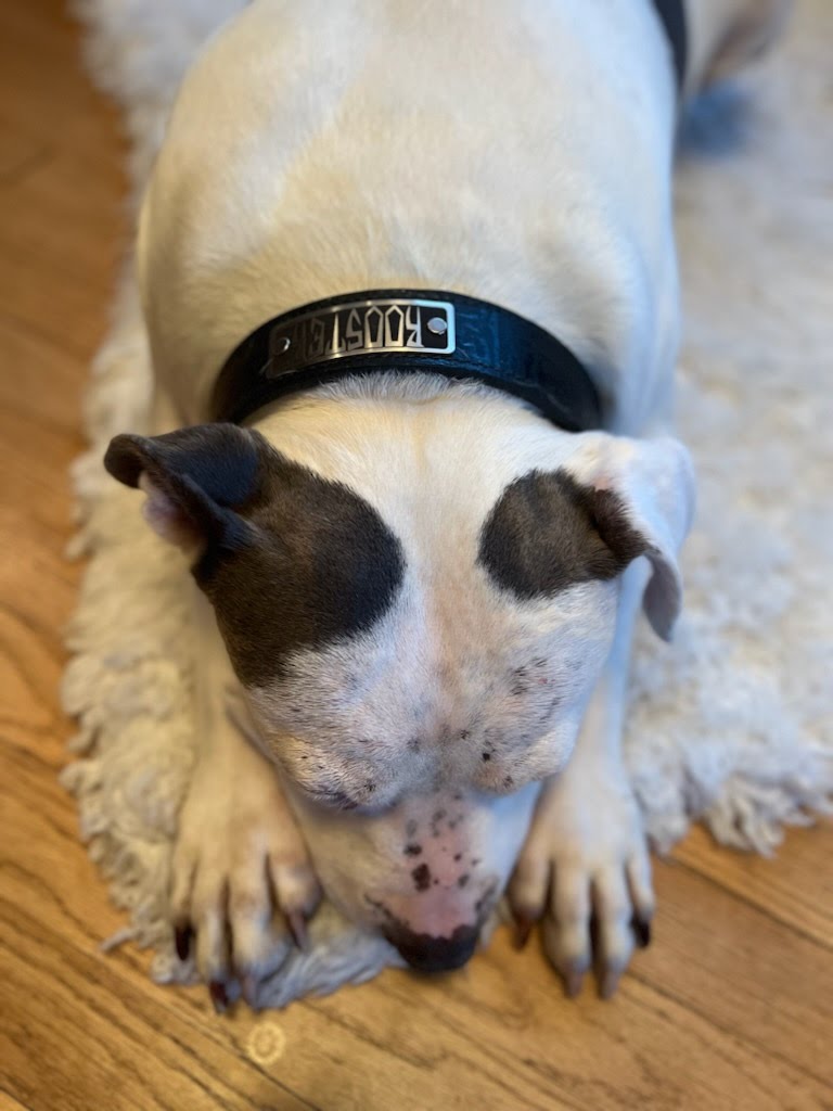 N7 - Collar de cuero para perro de 1,5" de ancho con placa de identificación personalizada