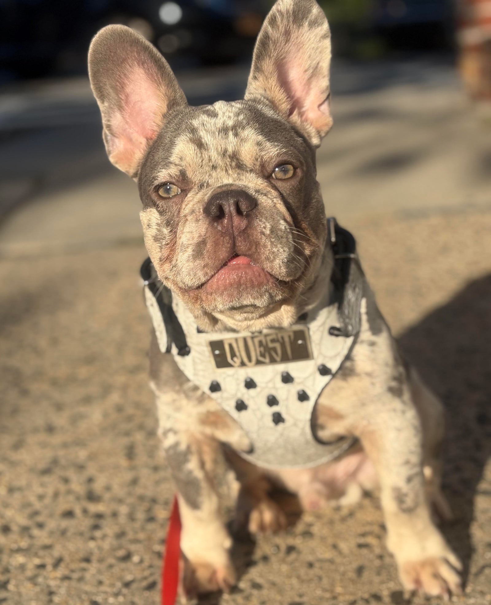 FBH3 - French Bulldog Personalized Leather Harness with Spikes