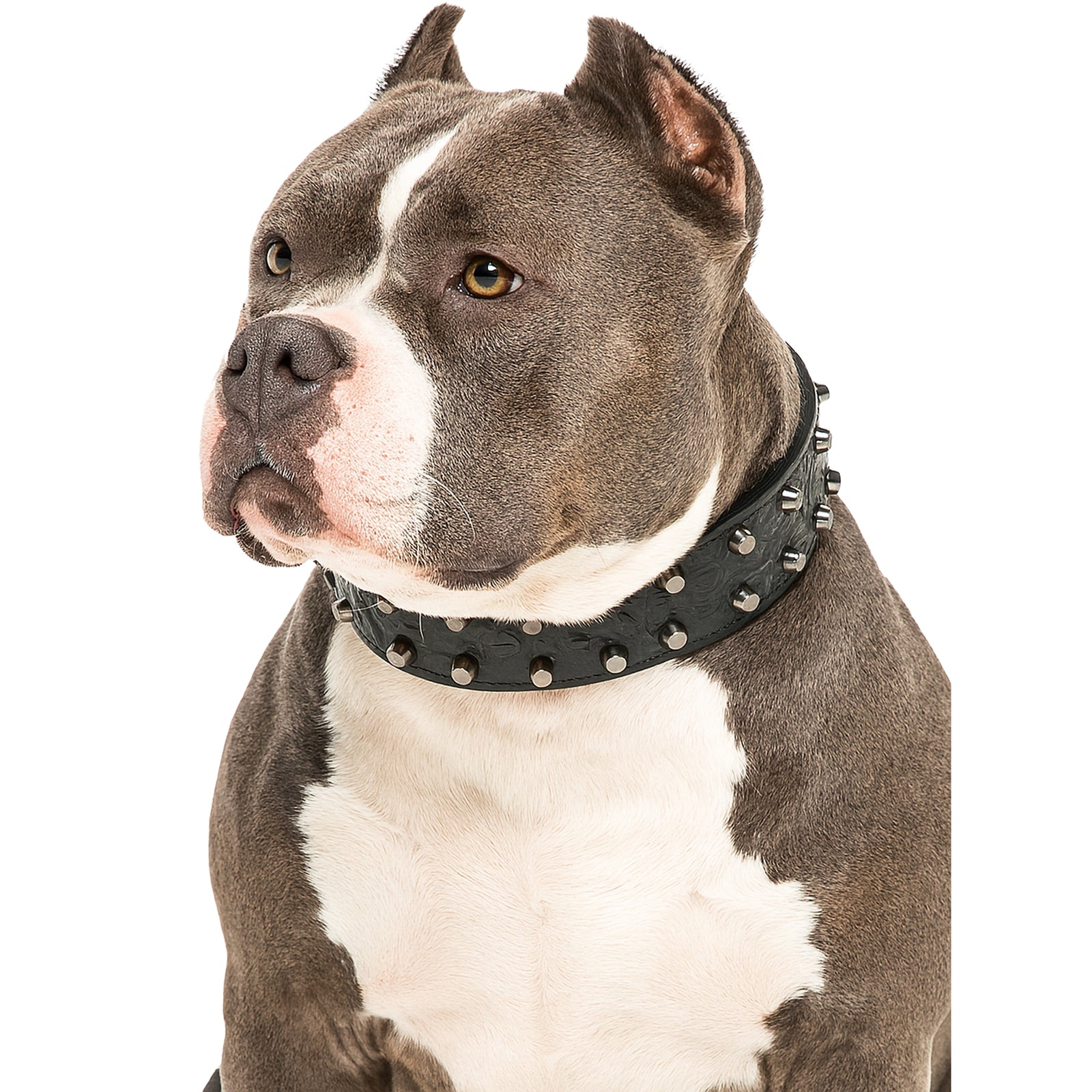 Dog wearing a black studded collar on a white background