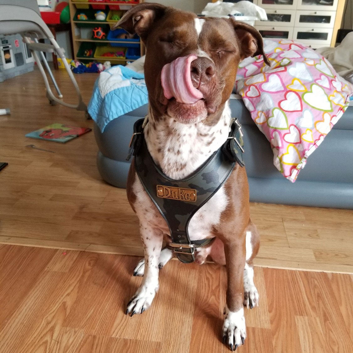 NH4 - Personalized Leather Dog Harness