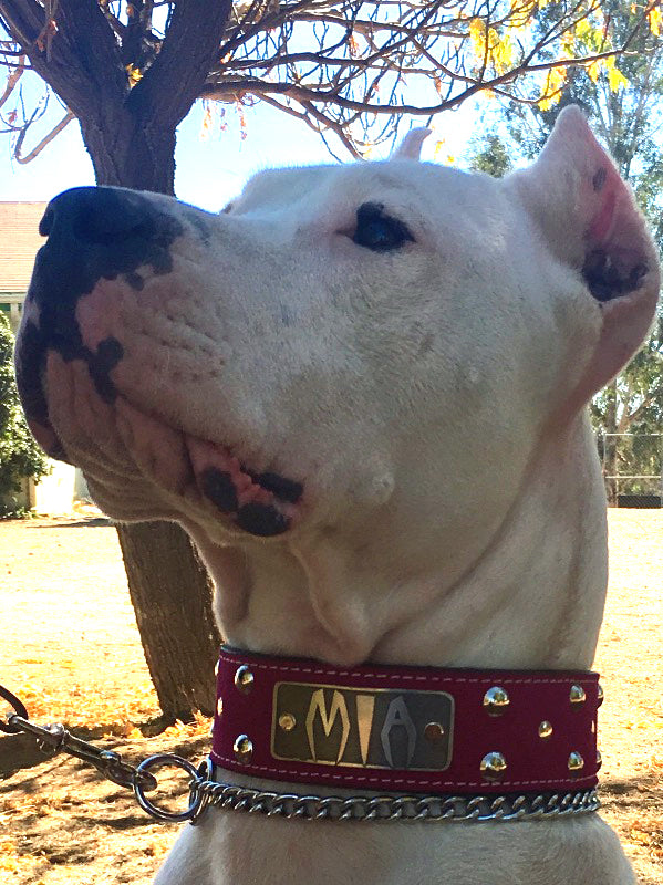 N12 - Collar para perro de cuero tachonado de 2" de ancho con placa de identificación