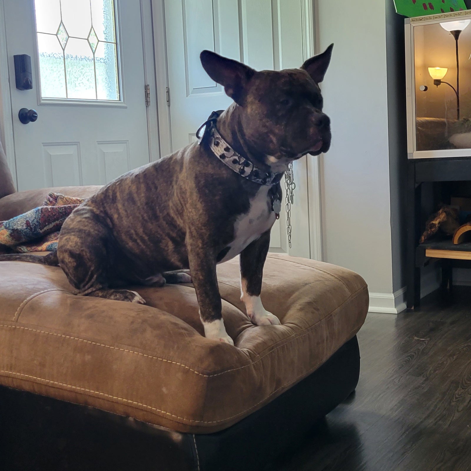 NV44 - Collar de cuero para perro de 1,5" de ancho con placa de identificación y tachuelas