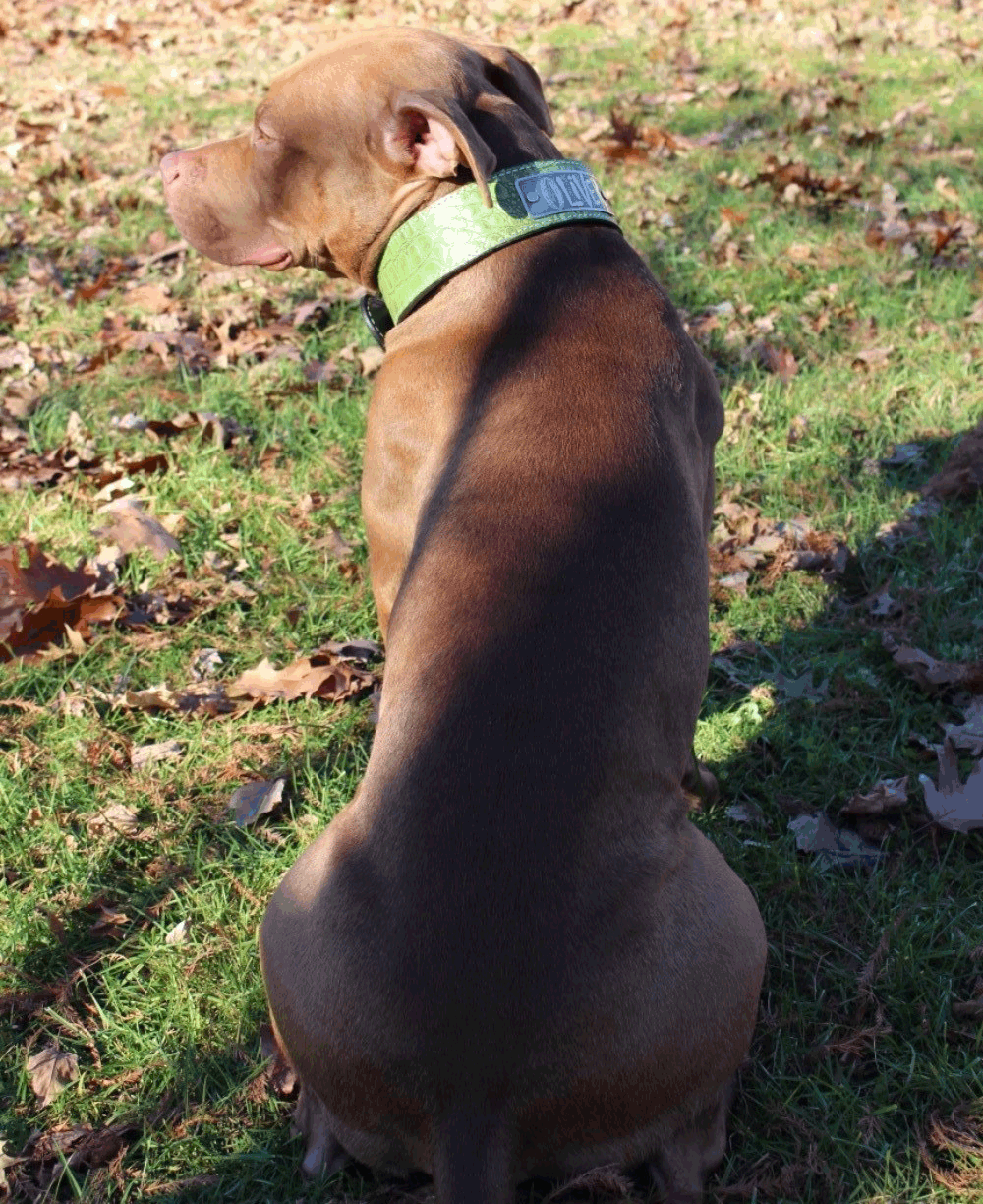 N15 - Collar de cuero para perros de 2" de ancho con placa de identificación