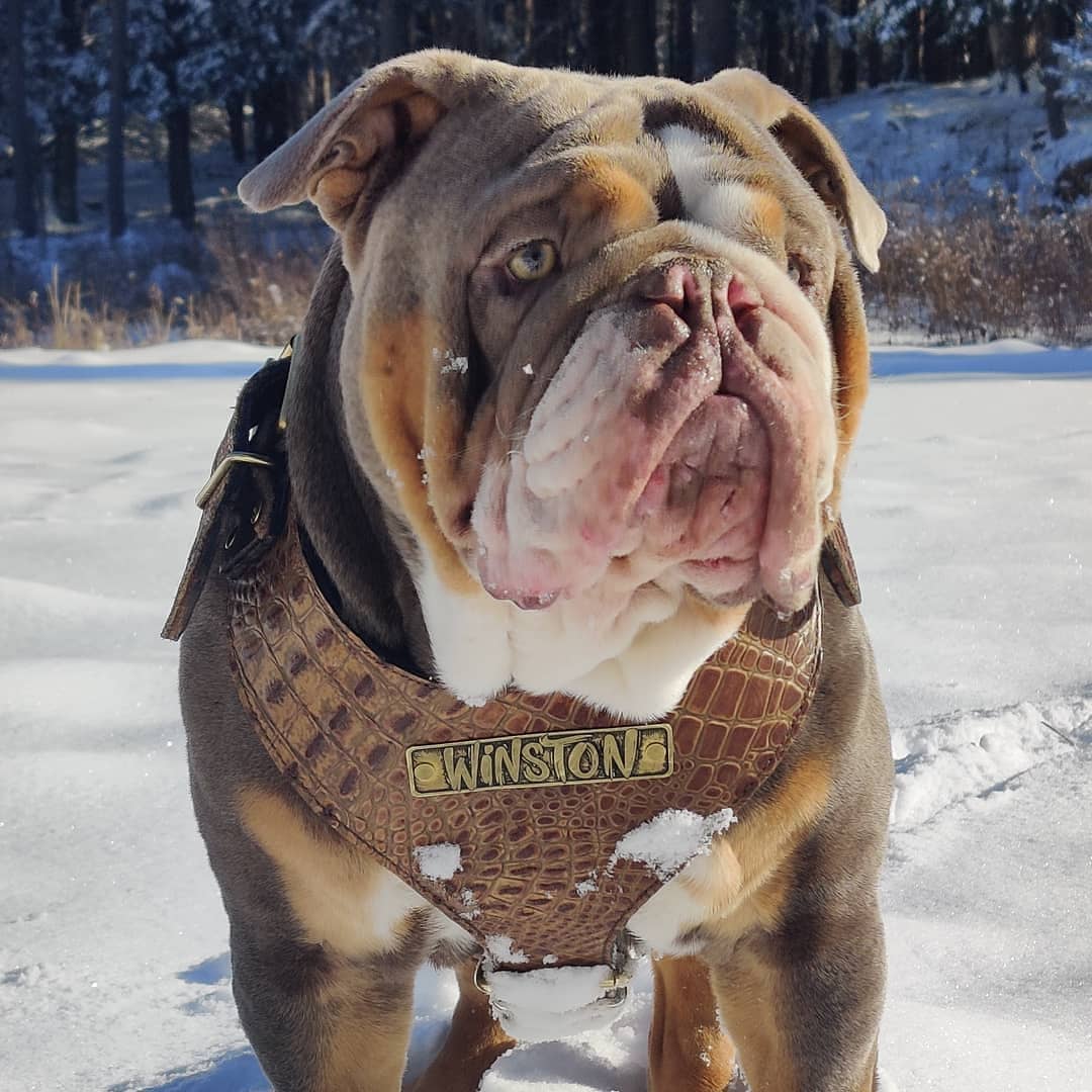 NH4 - Personalized Leather Dog Harness