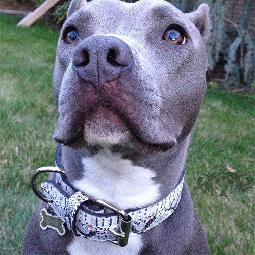 C1 - Collar de cuero para perros de 1,5" de ancho