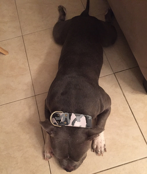 W1 - Coleira de cachorro de couro de 2" de largura