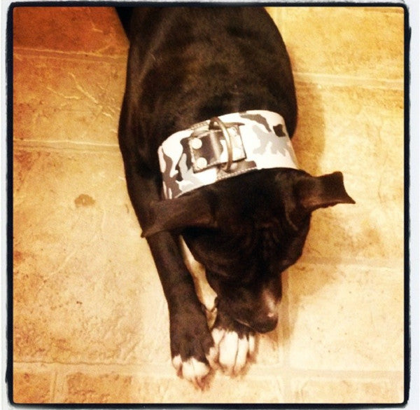 X1 - Collar de cuero para perros de 3" de ancho