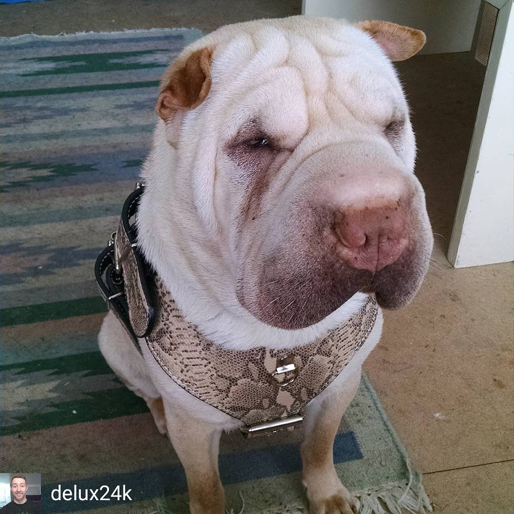 H1 - Custom Made Leather Dog Harness