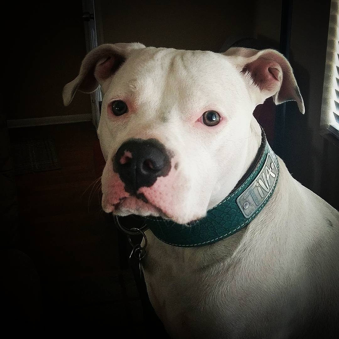 N15 - Collar de cuero para perros de 2" de ancho con placa de identificación