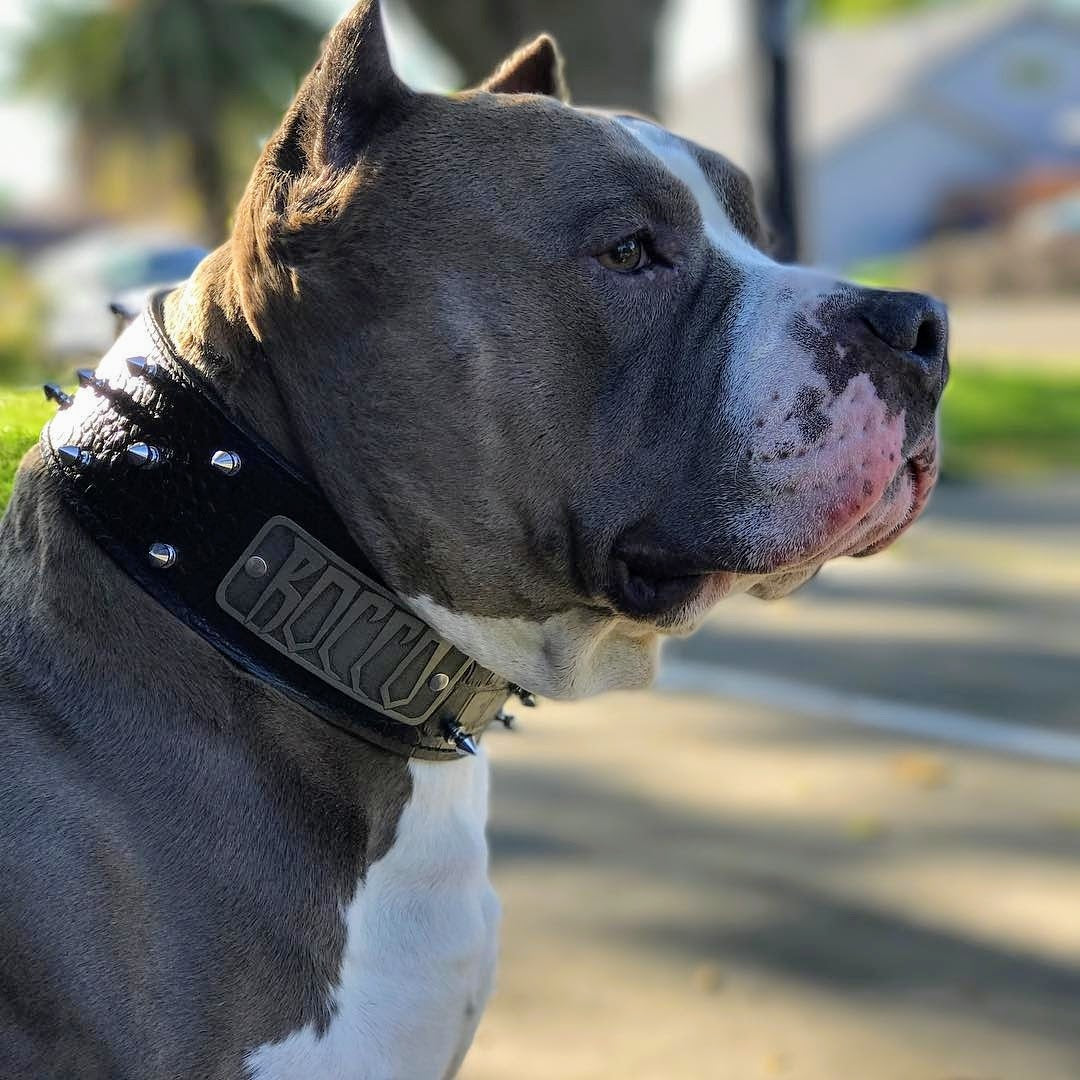 W46 - Collar para perro de cuero con pinchos de 2" con placa de identificación personalizada