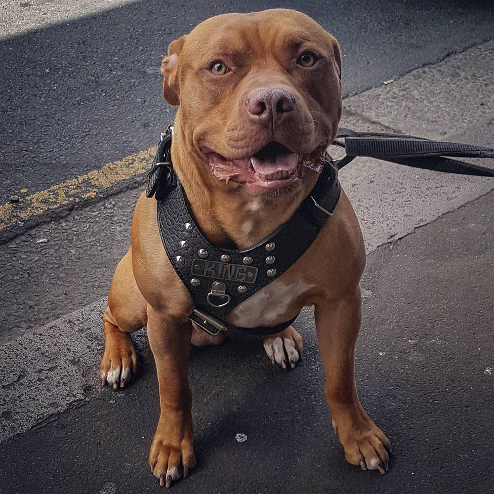 NH3 - Arnés de cuero tachonado personalizado