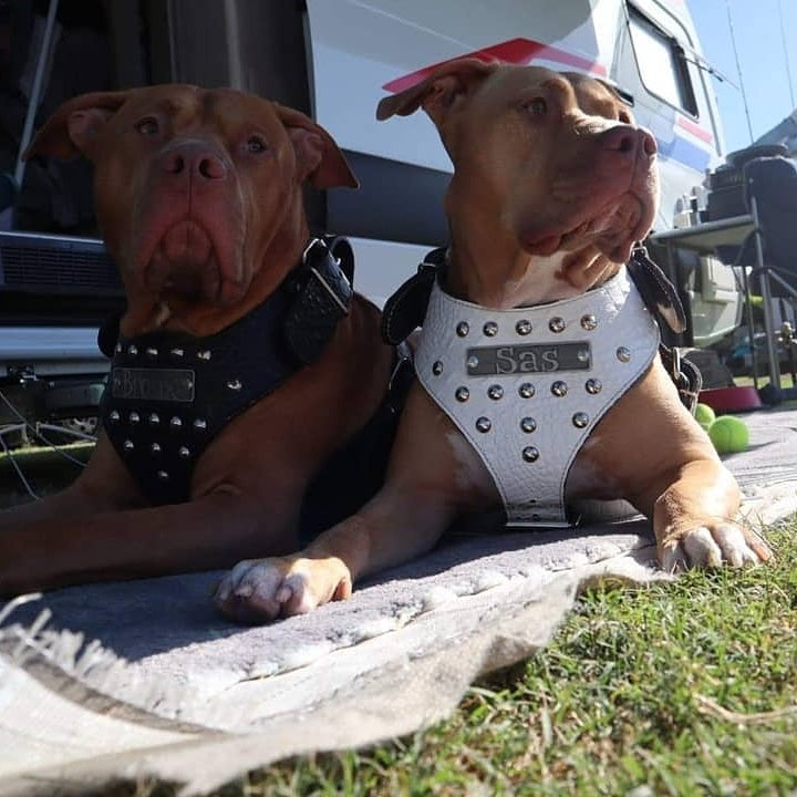 NH3 - Arnés de cuero tachonado personalizado