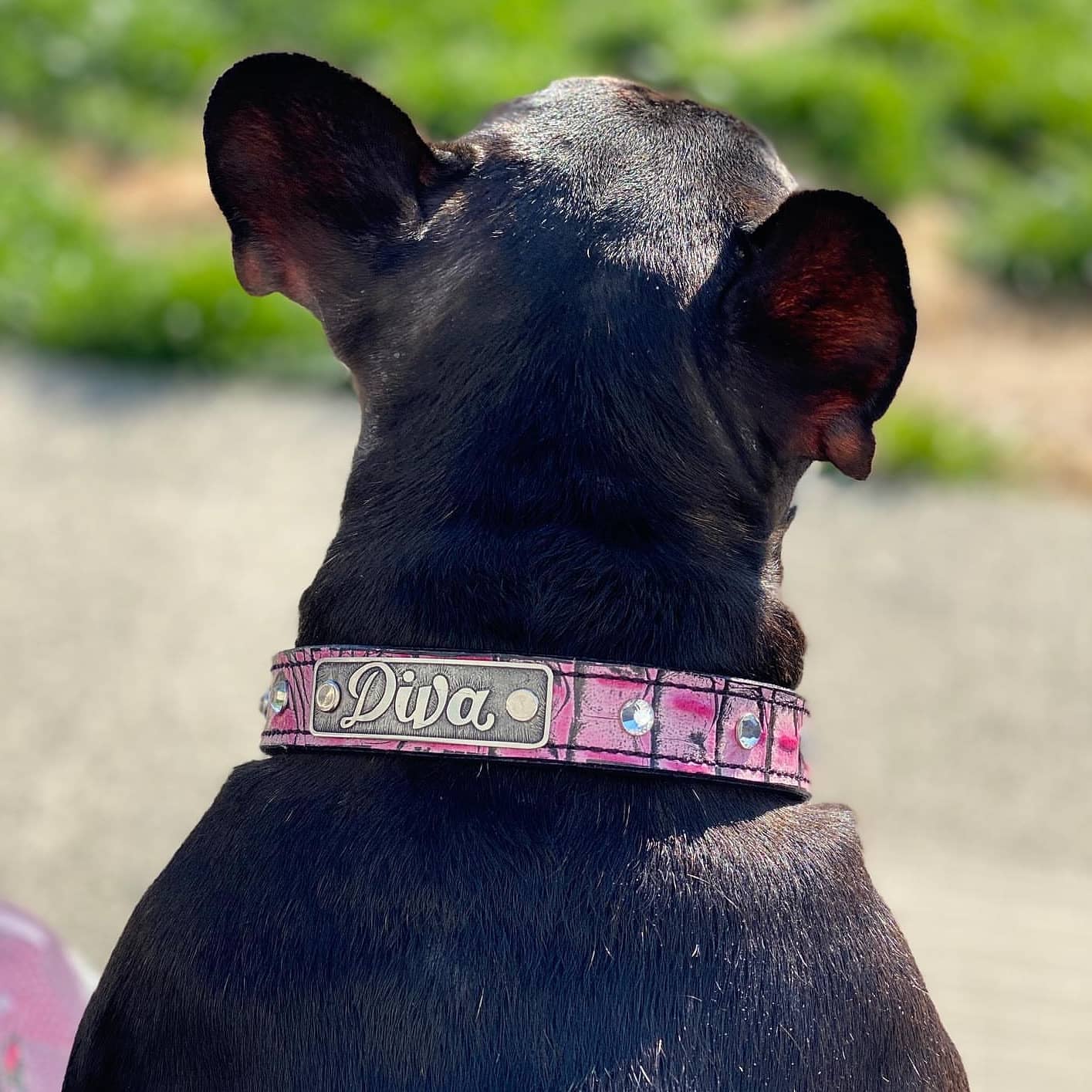 U13 - Collar de cuero para perro de 1" de ancho, placa con nombre y gemas