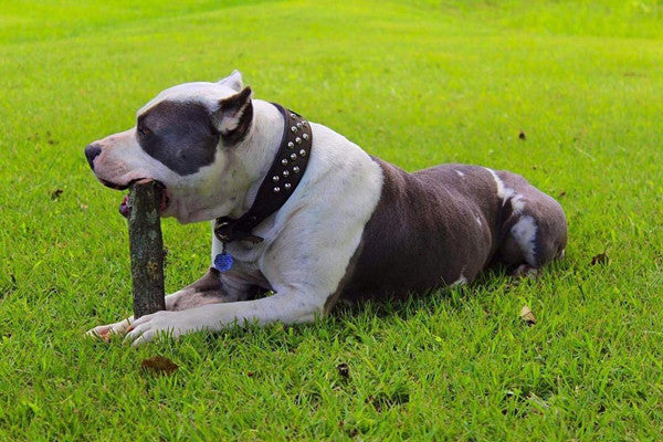 N5 - Tachuelas para placa de identificación de cuero cónico de 2" de ancho para collar de perro