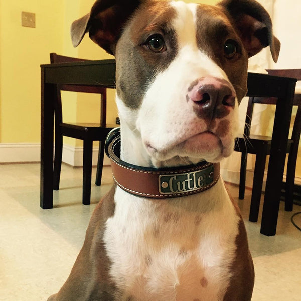 N7 - Collar de cuero para perro de 1,5" de ancho con placa de identificación personalizada