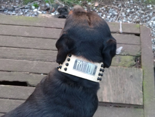 XN1 - Collar de cuero para perro de 3" de ancho con placa de identificación personalizada y tachuelas