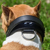 AGT1 - 2" Wide Leather Agitation Dog Collar with Handle