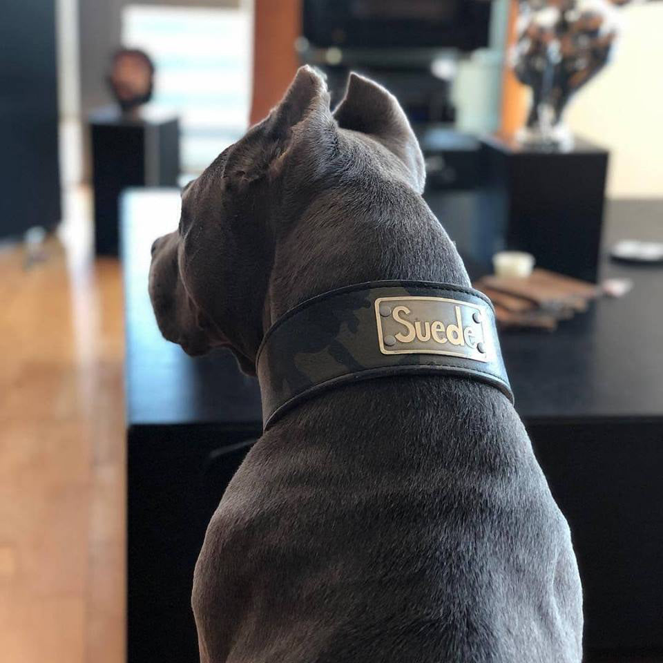 NJ11 - Collar de cuero para perro de 2,5" de ancho con placa de identificación personalizada