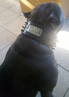 Leather Dog Collar, Name Plate Collar, Spiked Collar, 2.5" Wide - NJ1