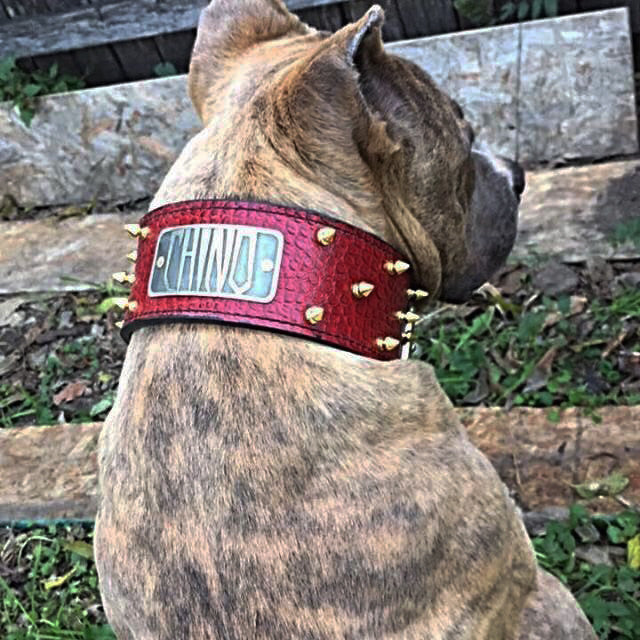 NJ1 - 2.5" Wide Leather Dog Collar with Spikes and Name Plate