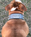 TW32 - 2" Tapered Leather Collar Name Plate & Bucket Studs