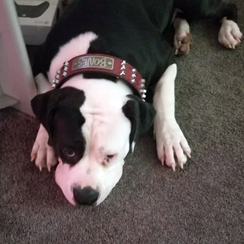 W48 - Collar de cuero personalizado para perros de 2" de ancho con tachuelas