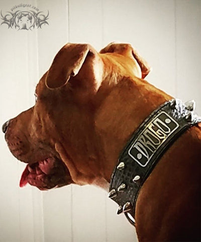 Leather Dog Collar Personalized Name Plate Bullet Studs 2" Wide - W50