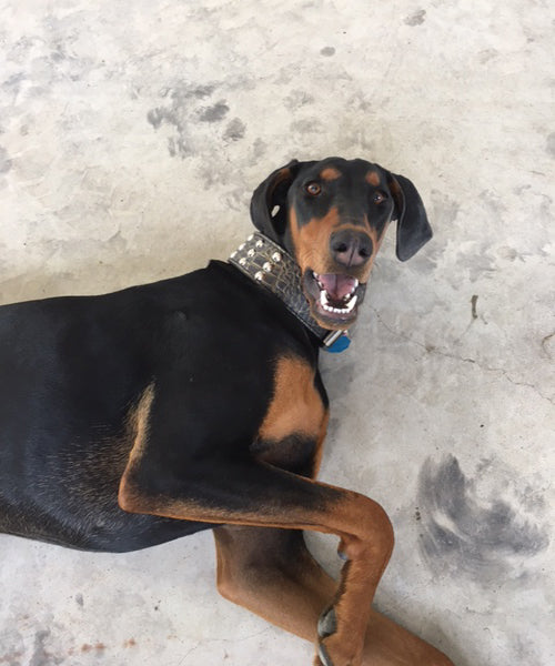 W55 - Collar para perros de cuero tachonado de 2" de ancho