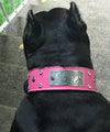 WN3 - 2" Leather Dog Collar with Name Plate, Studs & Gems