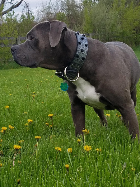 WN4 - Collar de cuero para perros de 2" de ancho con tachuelas y placa con nombre