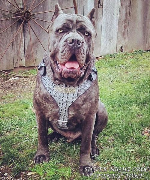 NH4 - Personalized Leather Dog Harness