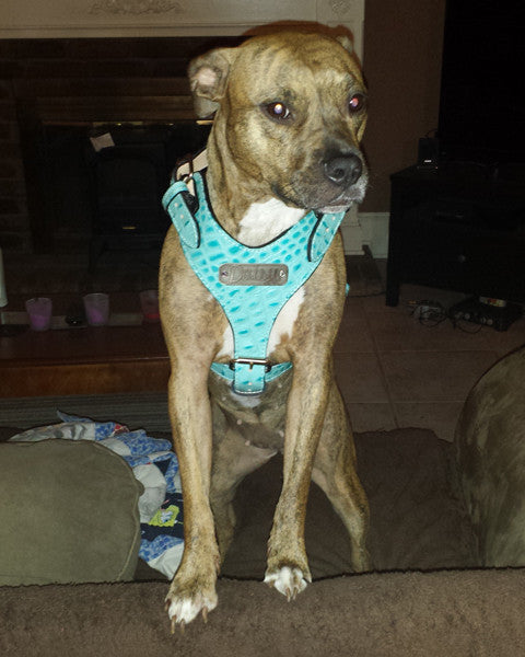 NH4 - Name Plate Leather Dog Harness - 3