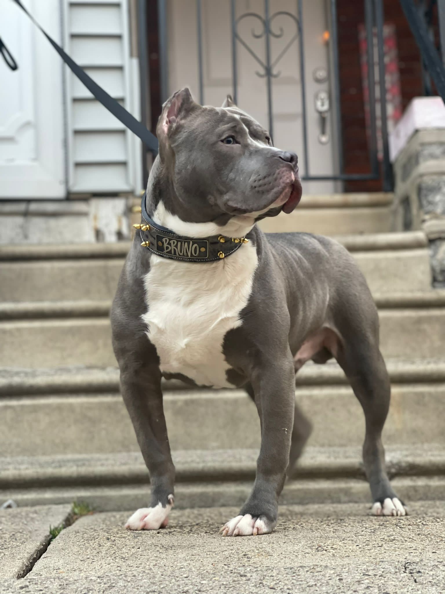 W46 - Collar para perro de cuero con pinchos de 2" con placa de identificación personalizada