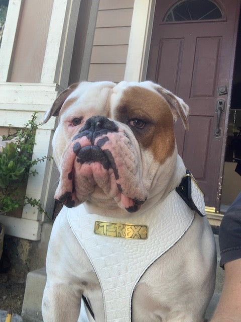 NH4 - Personalized Leather Dog Harness