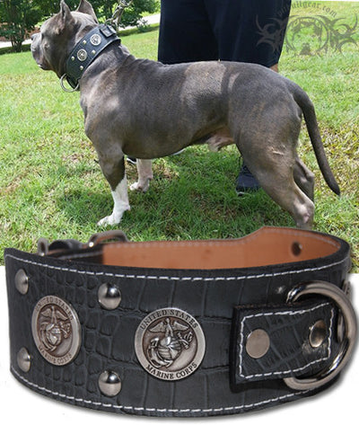 J6 - 2 1/2" Military Themed Studded Leather Dog Collar - 1
