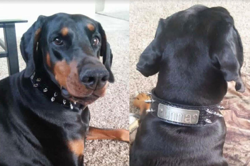 N14 - Collar para perro de cuero con pinchos de 1,5" de ancho y placa de identificación personalizada